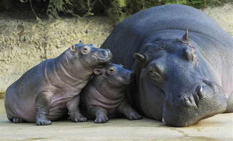 Dogs, Cats, and Other Pets | Hamburg's Hungry, Hungry (Baby) Hippos Have Hairy Faces ...