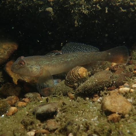 Guide to Round Goby (Neogobius melanostomus) - Pond Informer