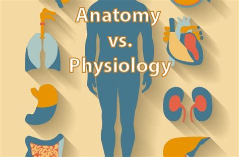 [Difference between Anatomy and Physiology] - Educator.com