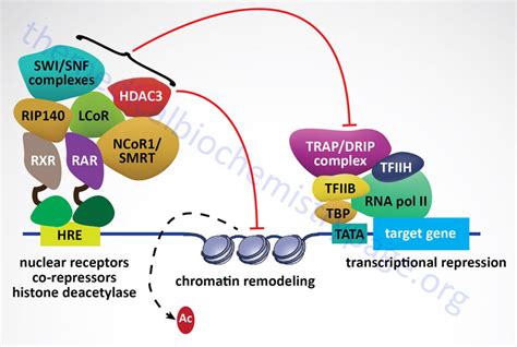 Steroid Hormones and Their Receptors - The Medical Biochemistry Page