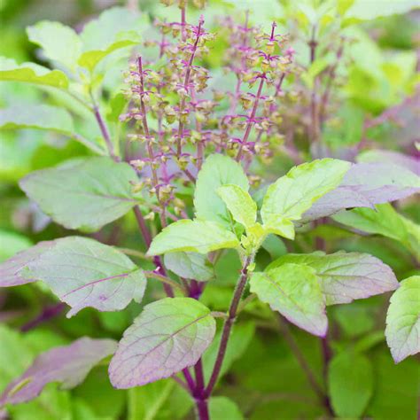 BASIL HOLY PURPLE - Horticultural Consultancy