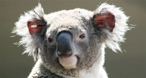 How koalas sing low