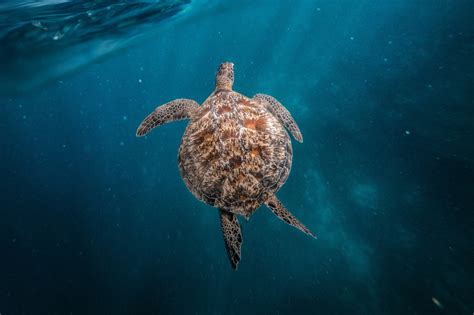 Honolulu Snorkel Tour: Explore Oahu's Underwater Beauty