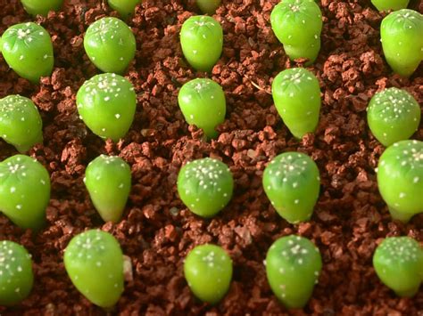 Growing Cacti from Seed - See more at: http://worldofsucculents.com ...