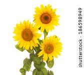 Three Sunflowers Free Stock Photo - Public Domain Pictures