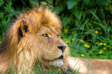 Free Images : wildlife, wild, zoo, jungle, africa, mane, predator, fauna, lion, yawn, habitat ...