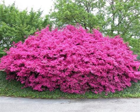 8 Best Perennial Shrubs | DIY