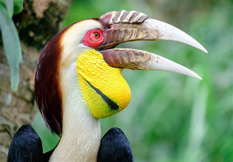 Male Wreathed Hornbill (Aceros undulates), Bali zoo, Indonesia ...