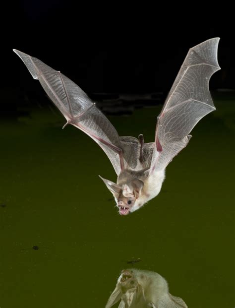 Tags : mammals bats nocturnal omnivore