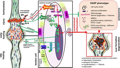 Tendon healing: a concise review on cellular and molecular mechanisms ...