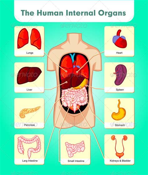 Vector illustration of Human Internal Organ Parts. The illustration is layered in AI and PSD ...