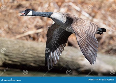 A Canada Goose in Flight stock photo. Image of canadensis - 150341058