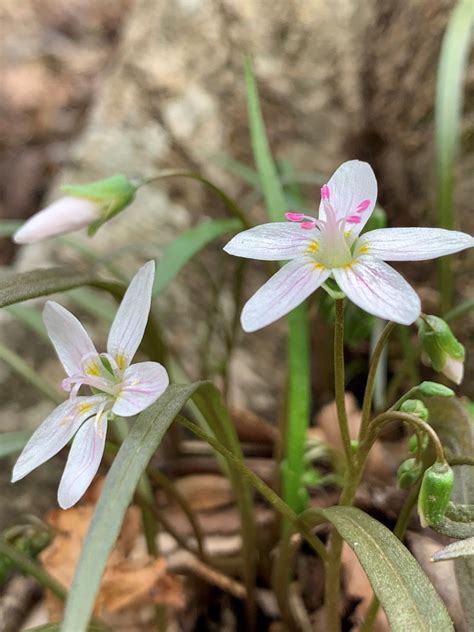 Spring emerges in the Triangle - Triangle Land Conservancy