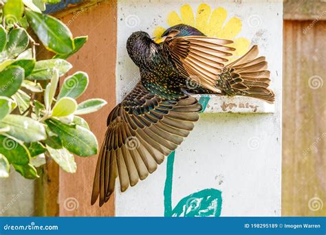 Common European Starling stock image. Image of european - 198295189