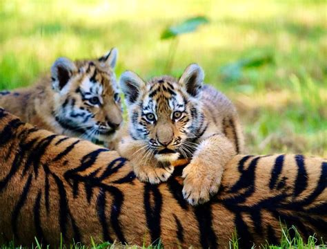 Longleat’s endangered tiger cubs explore great outdoors for first time ...