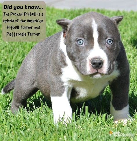 Pocket Pitbull Dog Breed Health, Grooming, Feeding, Puppies and Temperament - PetGuide | PetGuide