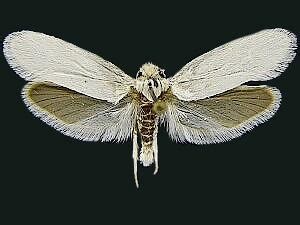 Moth Photographers Group – Tegeticula yuccasella – 0198