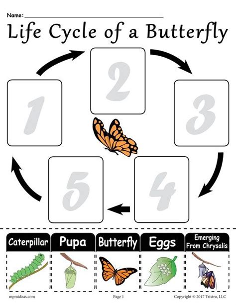 "Life Cycle of a Butterfly" FREE Printable Worksheet | Montessori | Pinterest | Life cycles ...