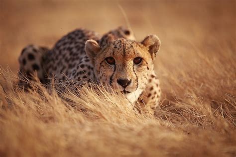 Are Cheetahs Endangered? - WorldAtlas