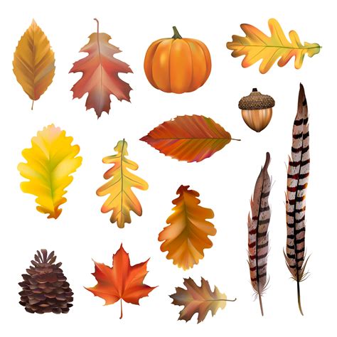 Collection of autumn leaves vector - Download Free Vectors, Clipart ...