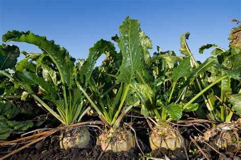 Pandemic Puts Sugar Beet Farmers In A Pinch | Aspen Public Radio