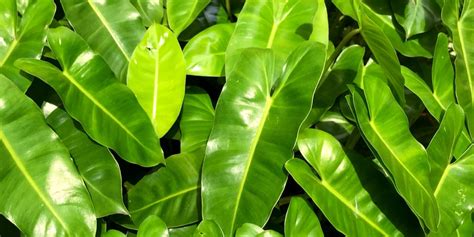 Philodendron Domesticum Care: Everything You Need To Know