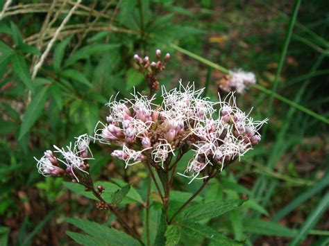 Eupatorium japonicum Thunberg ex Murray