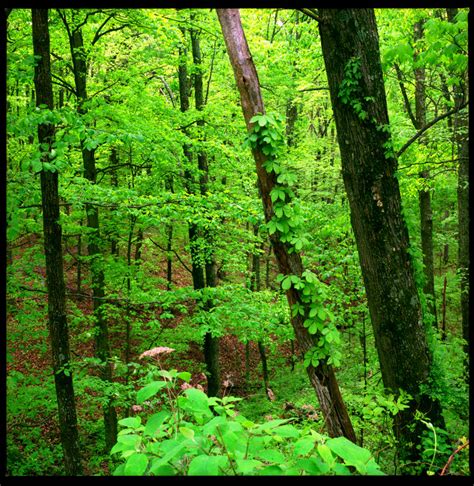 Lush green forest by harrietsfriend on DeviantArt