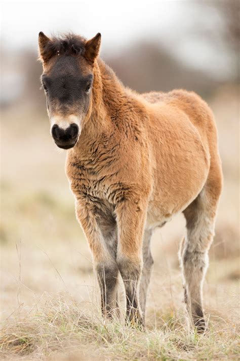 Exmoor pony | Exmoor pony, Pony breeds, Miniature horse