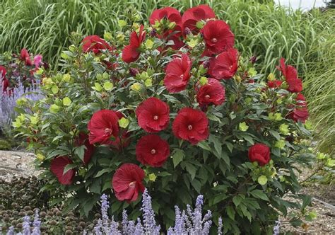 Rose Mallow - A Guide to Growing Swamp Hibiscus | Garden Design