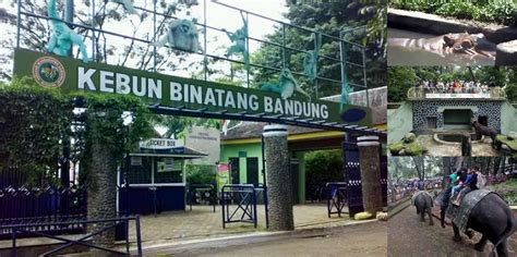 Kebun Binatang Bandung, Wisata Pendidikan dan Hiburan di Musim Liburan