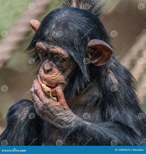 Portrait of Cute Baby Chimpanzee Playing with Food Stock Photo - Image of mother, brainy: 123850474