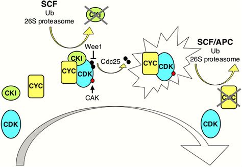 Cell-cycle regulation