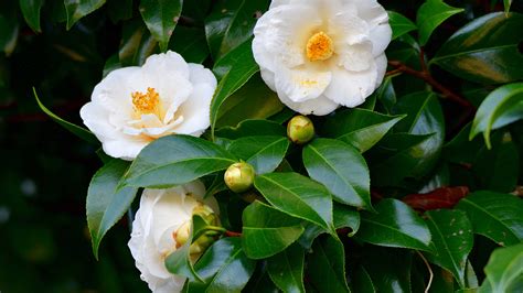 Camellia problems: 5 issues to avoid | Gardeningetc