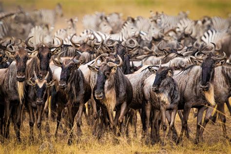 Antelope Wildebeest Wildlife Wallpaper - Resolution:3000x2000 - ID:1146478 - wallha.com