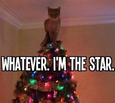 Christmas Tree star cat Meme - | Things that make me giggle | Pinterest ...