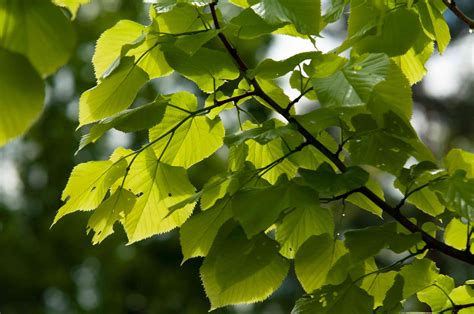 How to Grow and Care for Little Leaf Linden