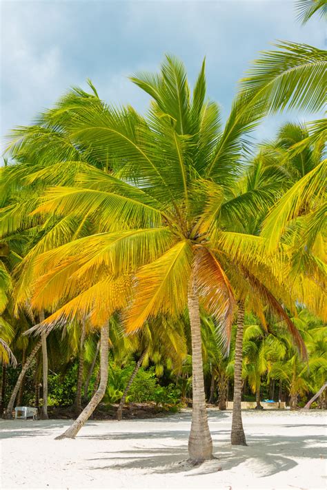 Tropical Palm Trees Free Stock Photo - Public Domain Pictures