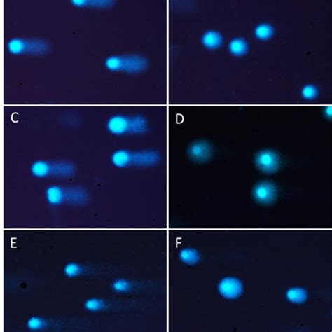 Representative photographs of DNA damage of DAPI... | Download ...