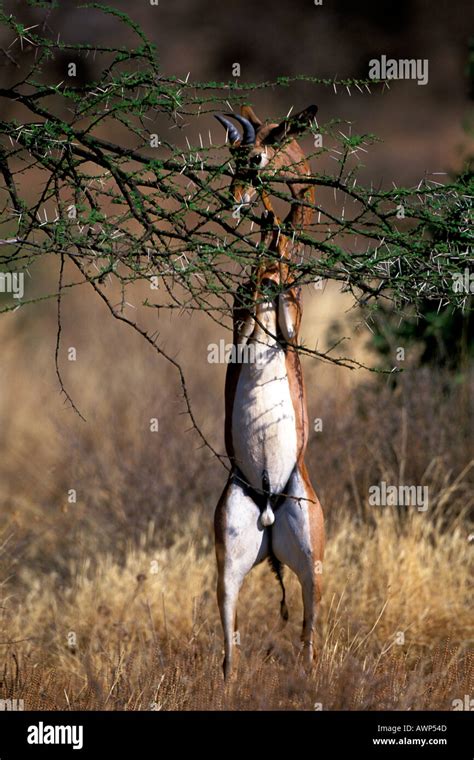 Male Gerenuk Eating Acacia in Samburu Kenya Stock Photo - Alamy