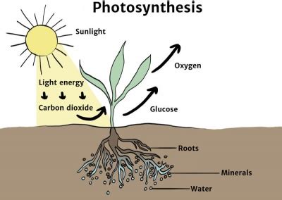 The Carbon Cycle - Knowledge Bank - Solar Schools