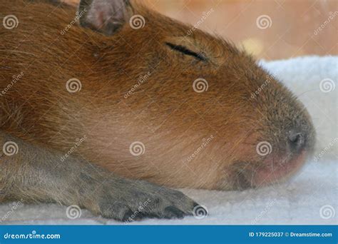 Pet Baby Capybara Dreaming and Smiling Stock Image - Image of mouth ...