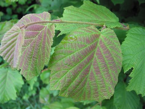 How to identify the hazel - an understorey tree in European woodland