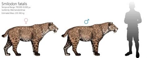 The saber-toothed cat: the most memorable extinct megafauna