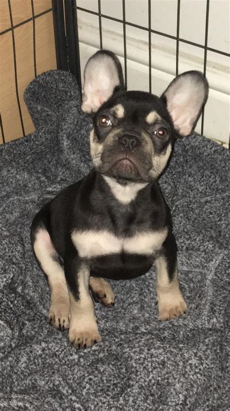 Chocolate French bulldog puppy | in Barry, Vale of Glamorgan | Gumtree