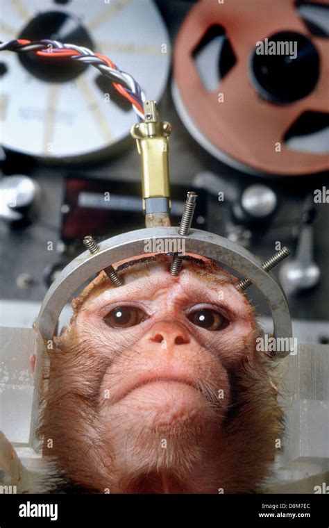 Animal Testing On Monkeys