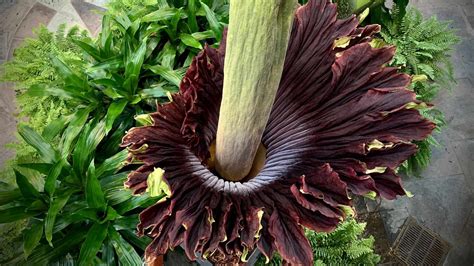 Corpse Flower / This Giant Corpse Flower Found In An Indonesian Forest Is The World S Largest ...