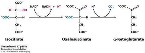 Alpha Ketoglutaric acid - Alchetron, the free social encyclopedia