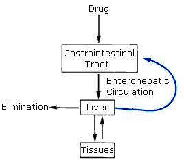 Enterohepatic circulation - wikidoc