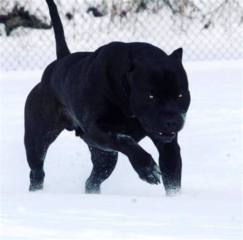 Cane Corso Black Panther Dog - Bleumoonproductions